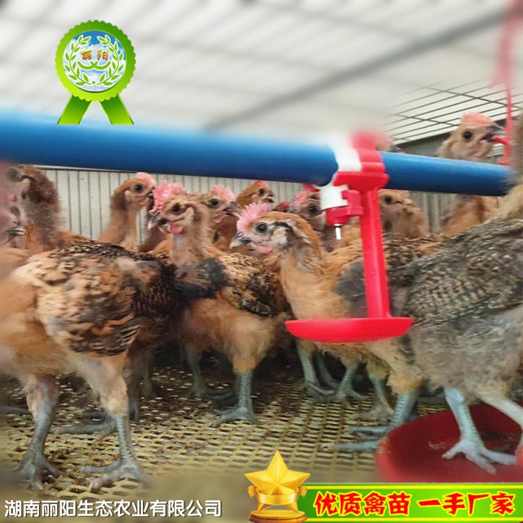 丽阳公司青脚土鸡脱温鸡苗土鸡脱温鸡批发绿壳蛋鸡苗脱温鸡半大小鸡半斤的几两的已经打疫苗