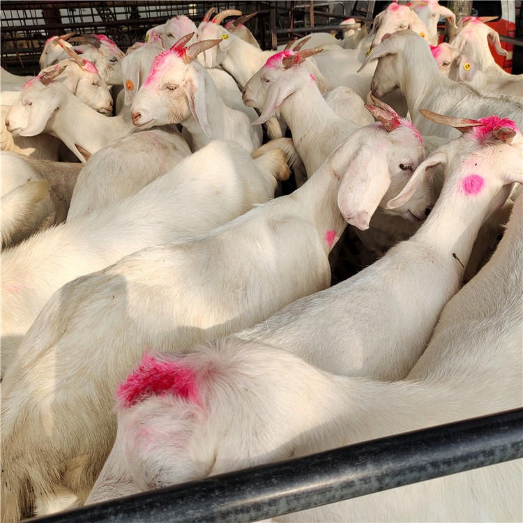波尔山羊-白山羊羊羔-肉羊品种-供应纯种白山羊-白山羊-美国白山羊-龙翔牧业