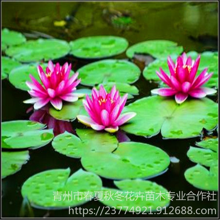 睡莲 山东青州常年供应各种水生植物睡莲 湿地公园 河道绿化 厂区绿化用苗