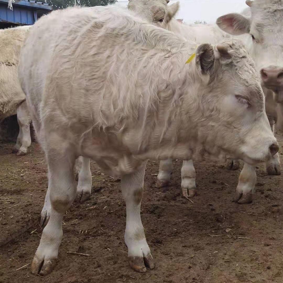 鲁西黄牛品种优良  供应优良 晟源 小黄牛养殖场基地