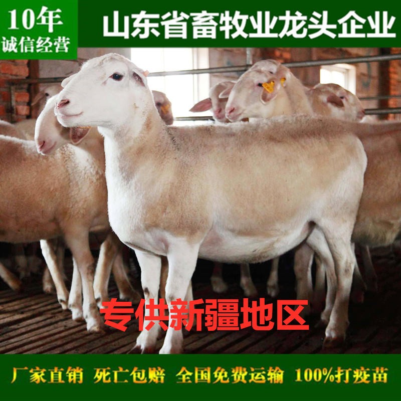新疆种羊场 新疆种羊场价格 新疆种羊场批发图片