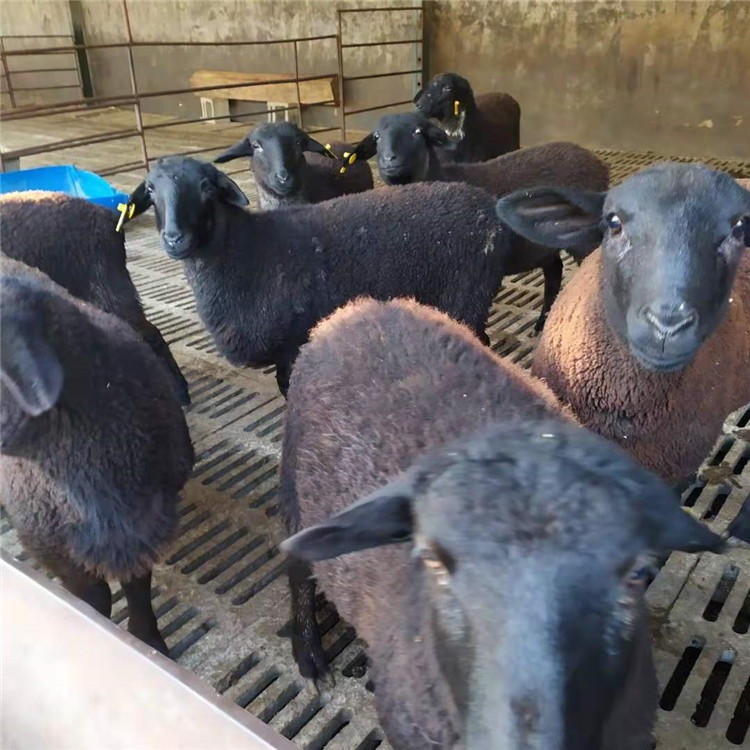 杜蒙肉羊价格 黑头杜泊羊 杜泊羊养殖技术 大型养殖场