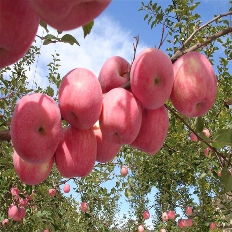 兴红农业基地出售烟富苹果苗 红肉苹果苗适合南北方种植