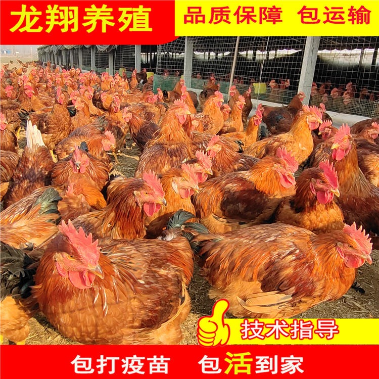 红玉王鸡苗批发 龙翔常年出售出壳鸡苗 九斤红鸡苗价格