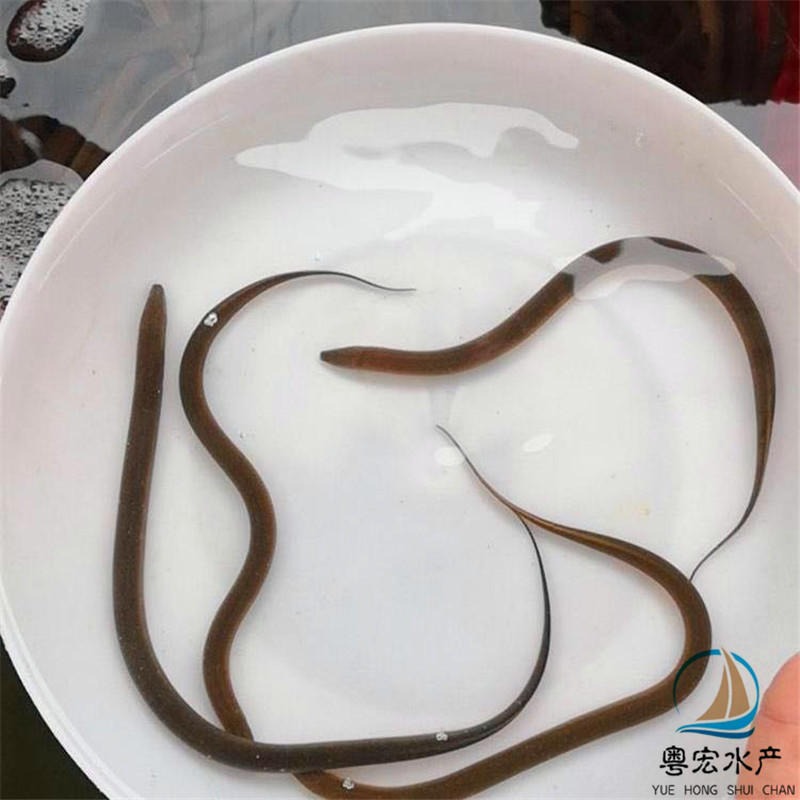 浙江温州花鳗鱼苗 白鳝鱼苗提供管理技术