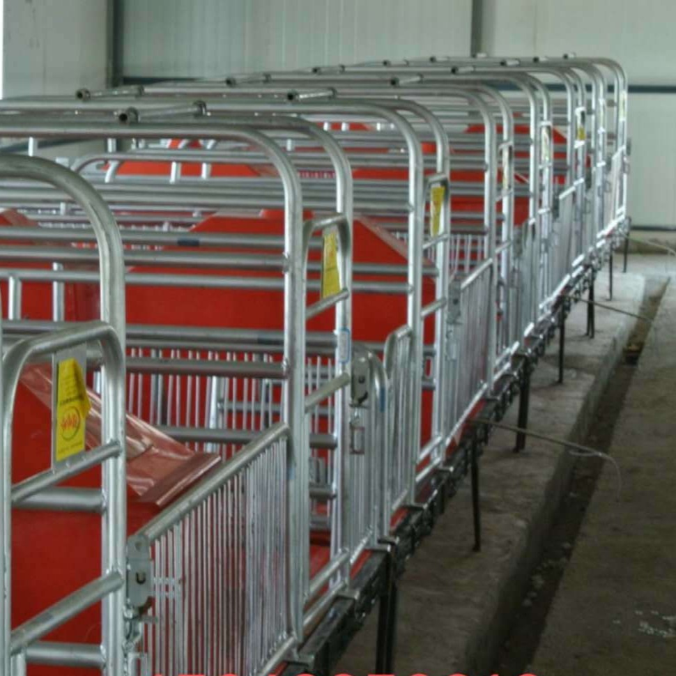 养猪设备 70 母猪产床 新胜顺 猪产床 厂家直销