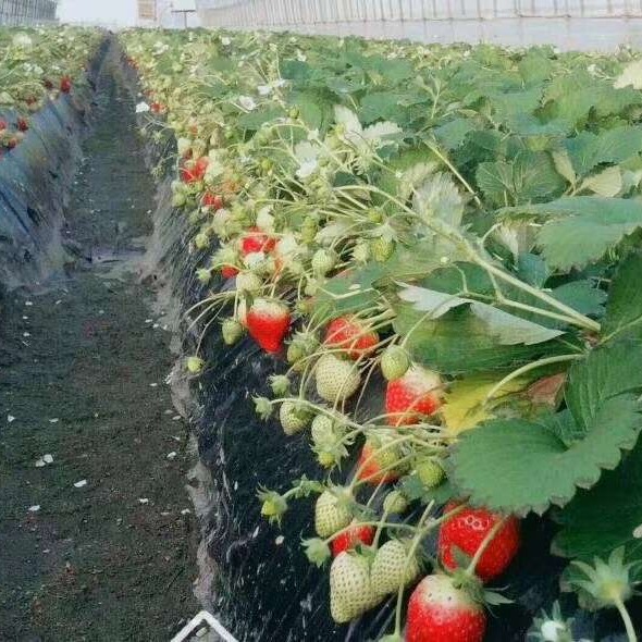 章姬草莓苗价格 草莓批发基地 根系发达易成活 抗病性高丰产草莓苗