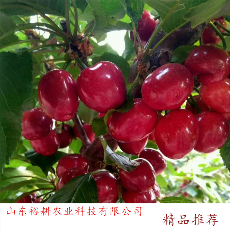 一根棍樱桃树苗黑珍珠樱桃苗基地yugeng/裕耕农业合理密植增产