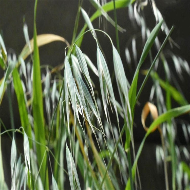 观赏草坪燕麦种子草色深绿鲜艳植株耐践踏植株成活率高