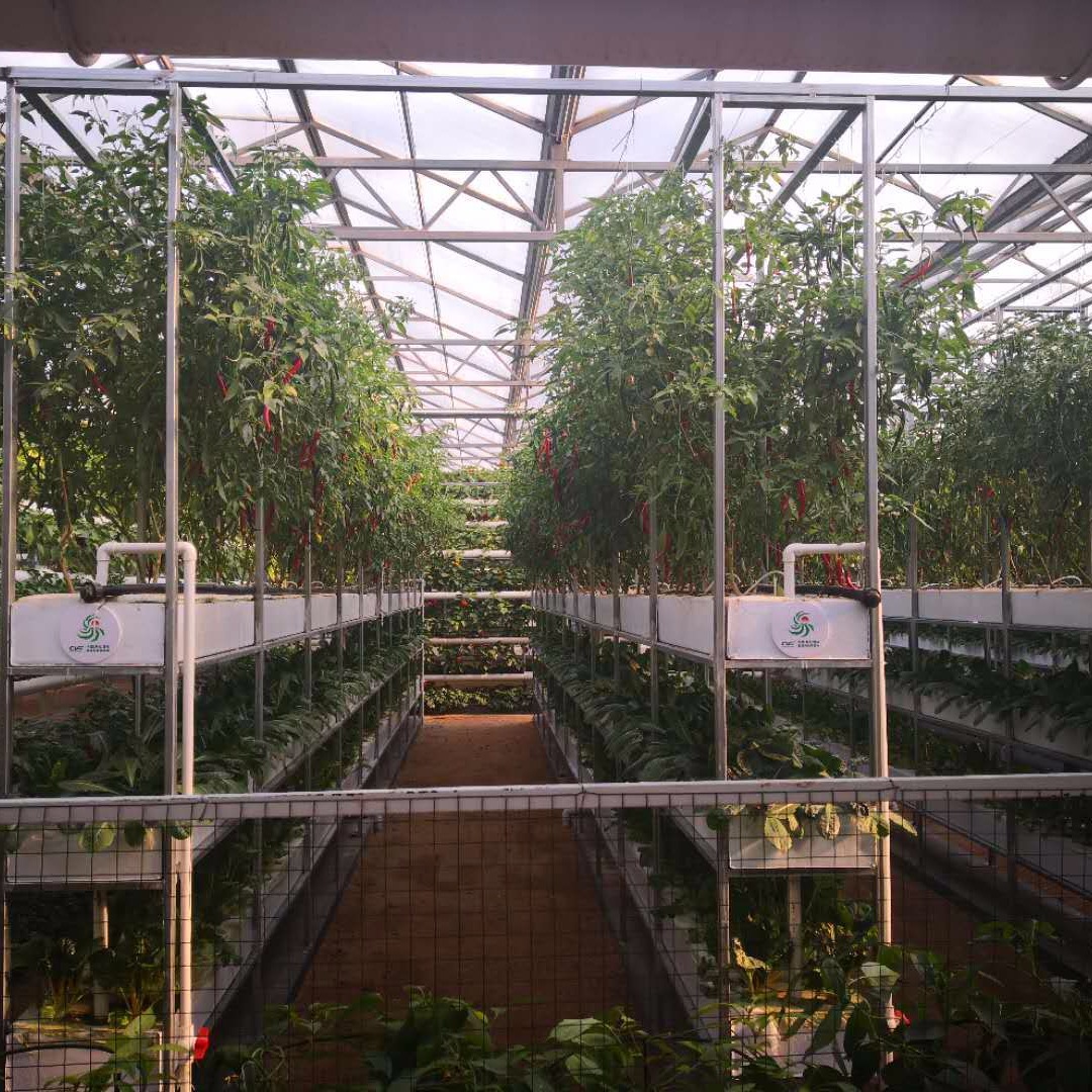 潍坊建达温室 阳光板温室 无土栽培 无土栽培蔬菜种植 水培蔬菜 温室水培
