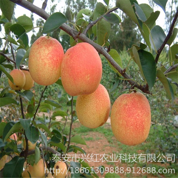 玉美人梨、黄金梨、早红考蜜斯、早酥红梨 品种梨树苗价格 价格优惠 带土发货