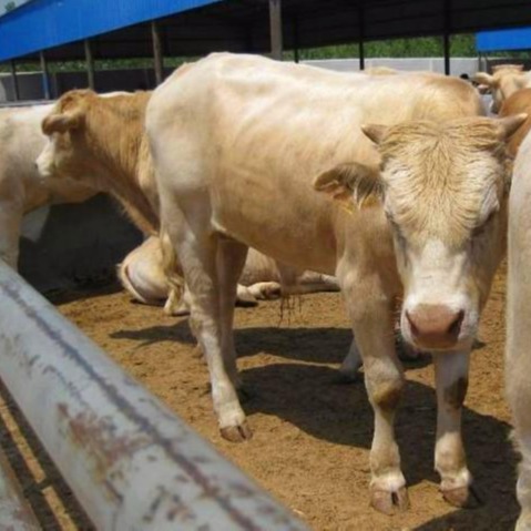 夏洛莱牛价格 夏洛莱肉牛批发 大型夏洛莱牛养殖基地 育肥肉牛犊图片