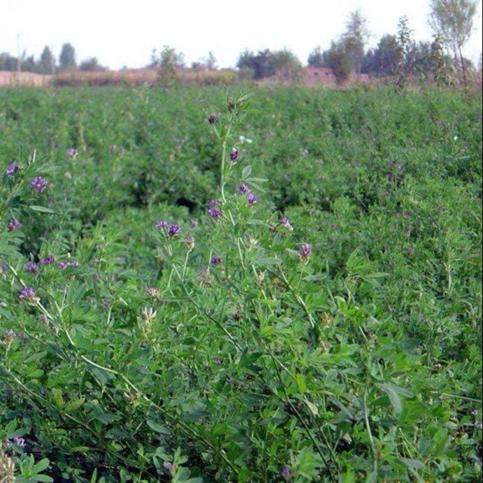 黑麦草种子批发 紫花苜蓿种子 苏丹草 墨西哥玉米种子 苣籽