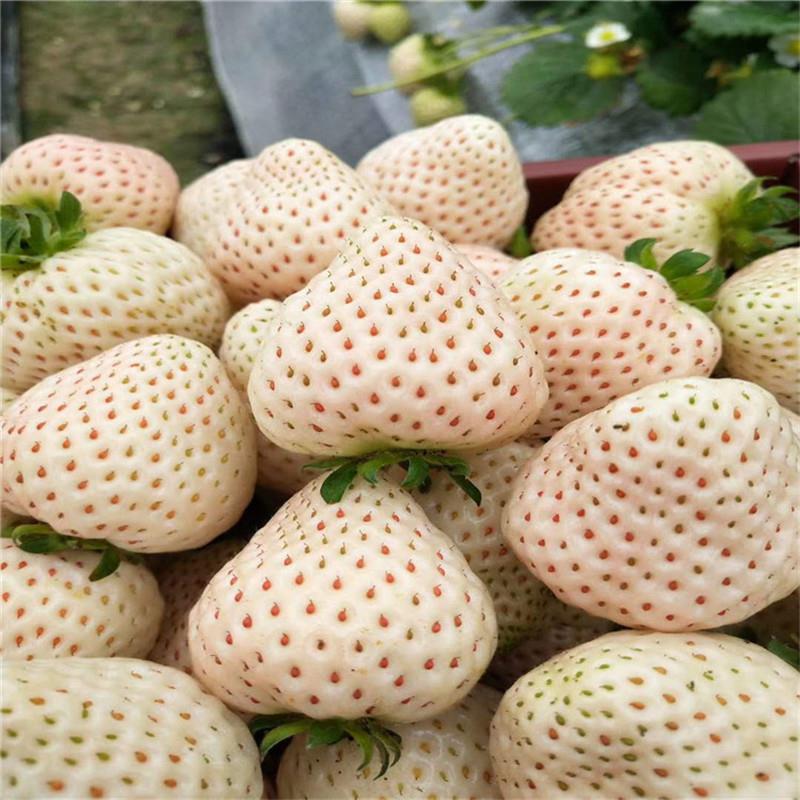 明宝草莓苗厂家供应 草莓苗出售优质基地 泉诚苗木价格优惠