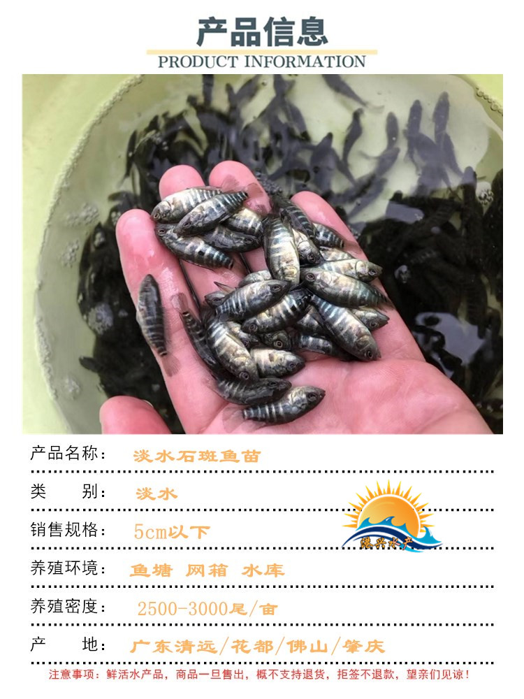 港兴水产出售石斑鱼苗|淡水石斑鱼苗|广东清远鱼苗示例图3