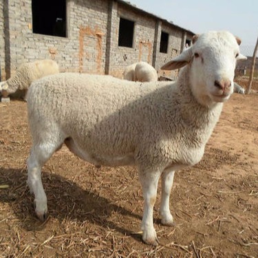 常年出售澳洲白种羊-通凯牧业-澳洲白绵羊种羊-澳洲白绵羊供种基地图片