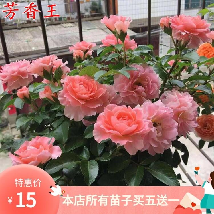 欧月芳香王月季苗阳台系列大花月季浓香盆栽四季开花月季