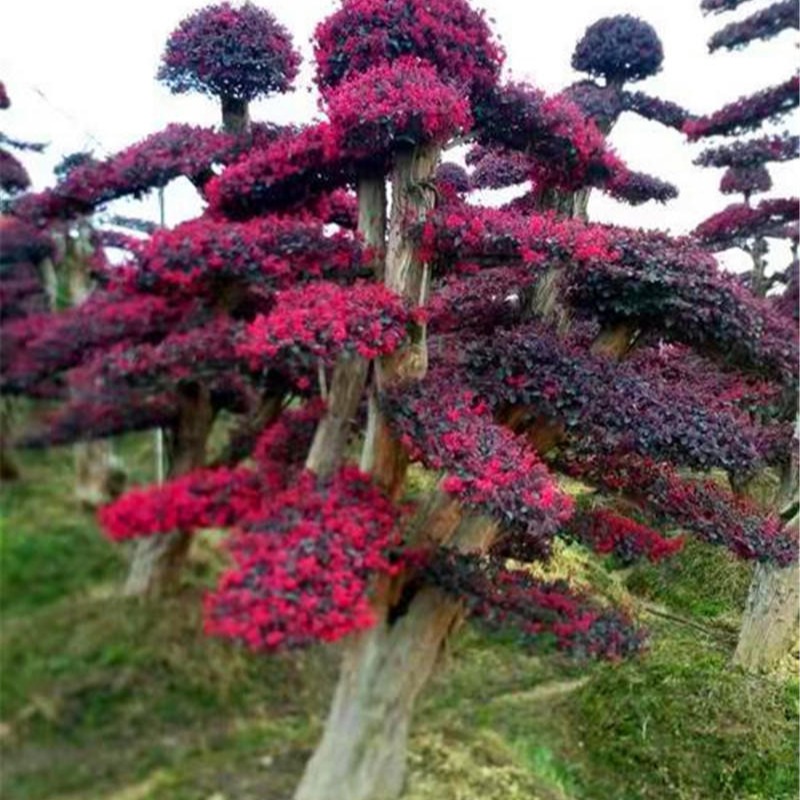 红花继木 专业种植造型红桎木古桩 多规格红花继木造型 竣杰园林