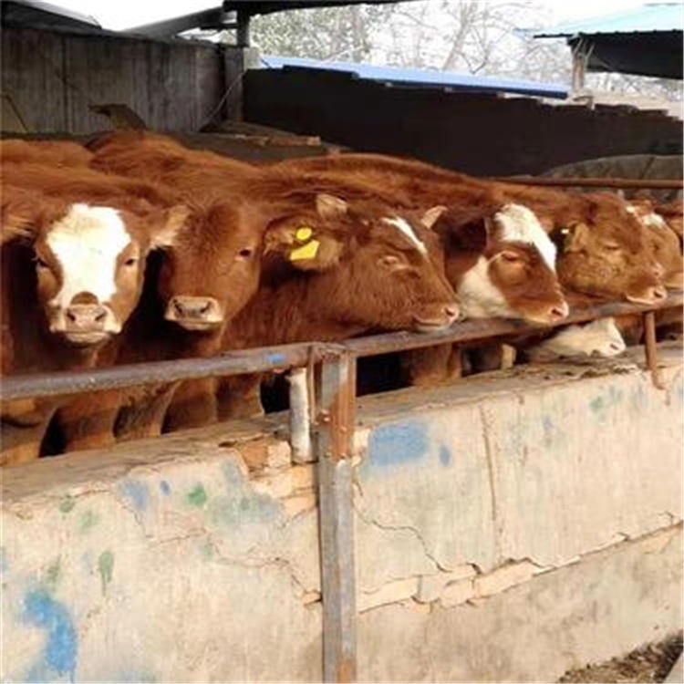 提供西门塔尔牛养殖技术资料 订购肉牛改良牛 买牛选择通凯牧业 良种肉牛图片