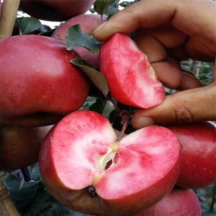 红肉苹果苗植株健壮果肉红色 一公分红肉苹果苗价格