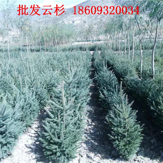 西藏0.5米0.8米1.2米云杉地栽苗批发销售价格