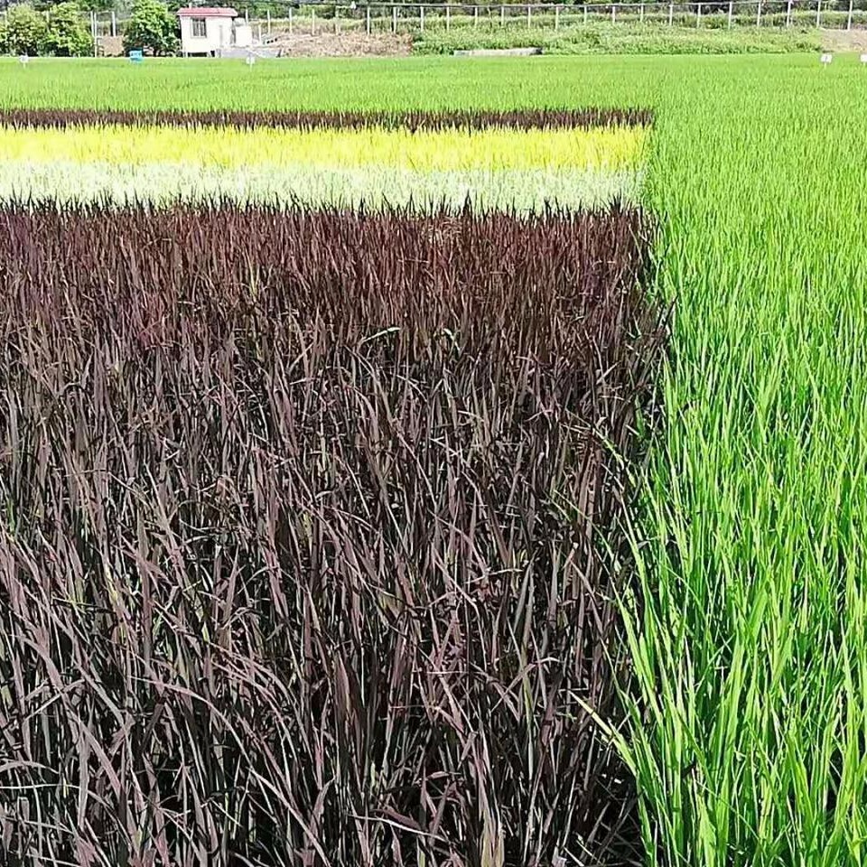 博伦稻田画五彩水稻种子彩色水稻种子 紫色水稻种子批发黄色水稻种子价格 多彩水稻种子图片