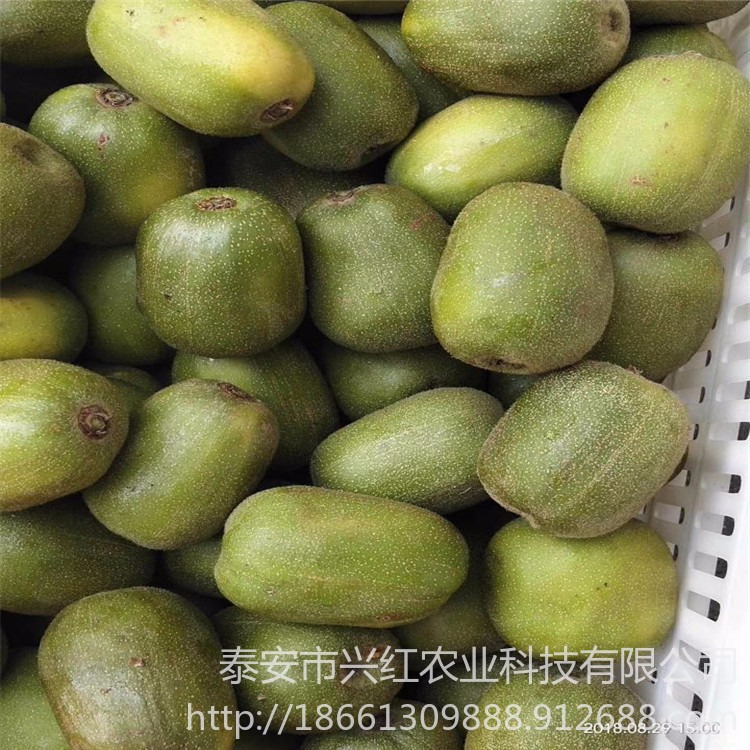翠玉猕猴桃苗销售厂家 黄金果猕猴桃苗提供种植技术指导