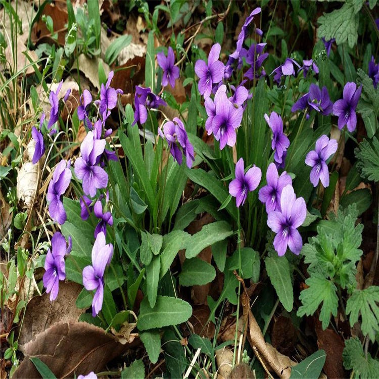 宿根花卉紫花地丁种子多年生草本植物南北方观赏开花绿植