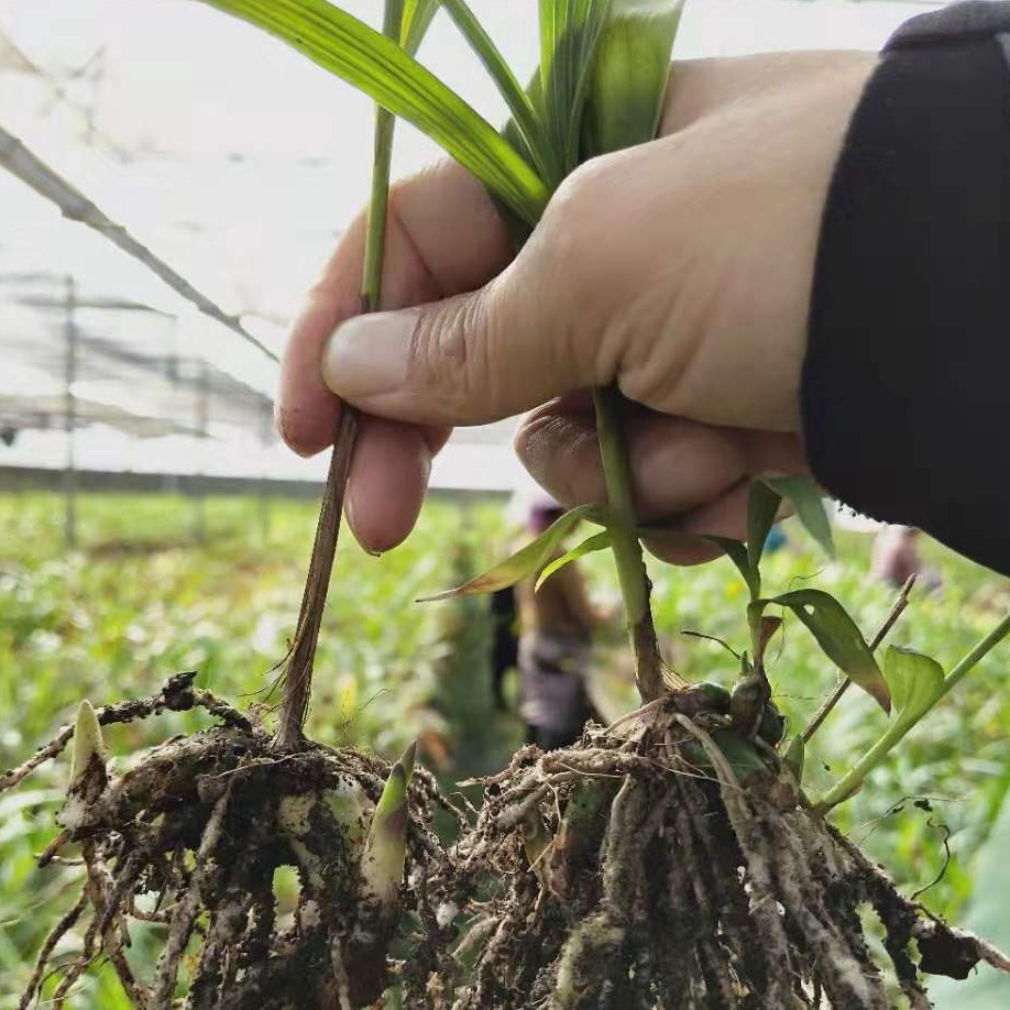 玉溪白及苗价格 紫花白芨种苗供应图片