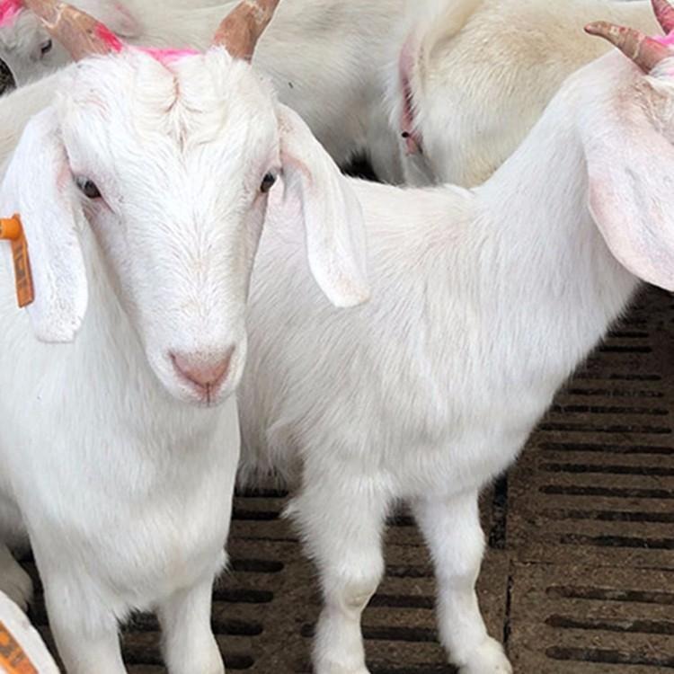 专业养殖白山羊 龙翔销售白山羊种羊 纯种波尔山羊种苗价格