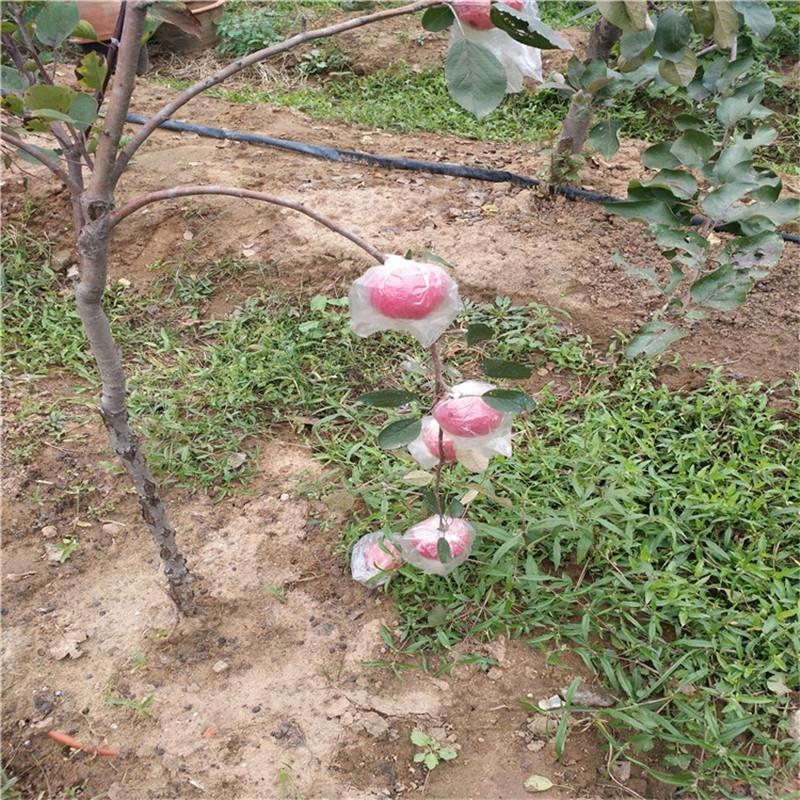红富士苹果树苗 泉诚苗木新品种 矮化苹果树苗大型基地