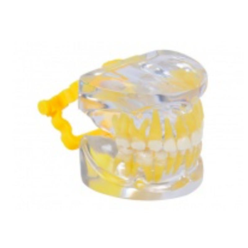透明乳牙发育模型实训考核装置  透明乳牙发育模型实训设备  透明乳牙发育模型综合实训台图片