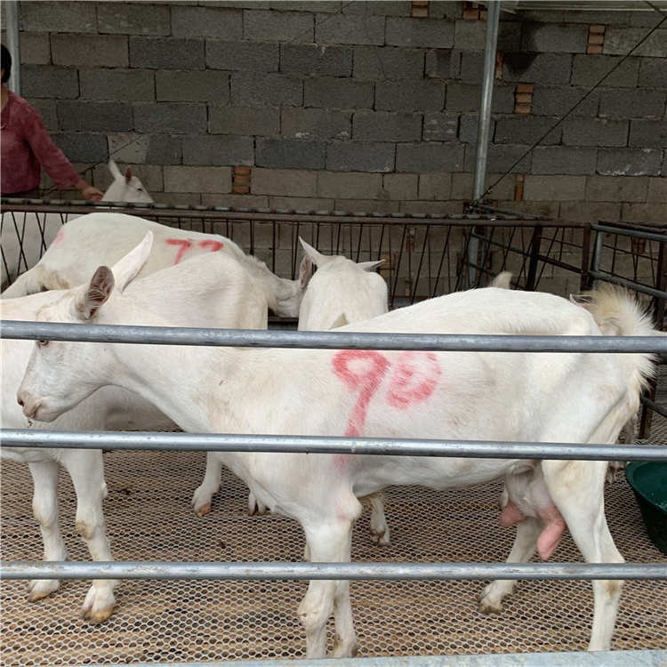 河北活羊价格 高产奶山羊一只价格 日产10斤奶 通凯 奶量足奶山羊养殖场图片