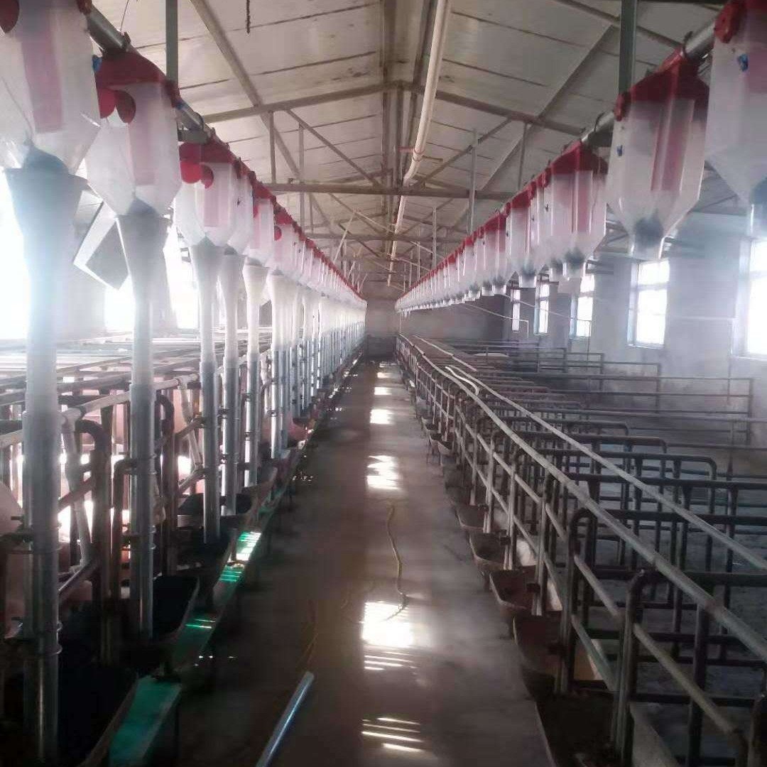 猪用自动化料线  猪场自动化喂料系统 自动喂料系统厂家 养猪料线 世昌畜牧机械图片