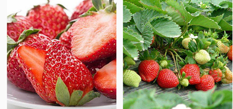 适合南北方种植天仙醉草莓 红袖添香草莓 抗旱抗涝 保证成活率示例图3